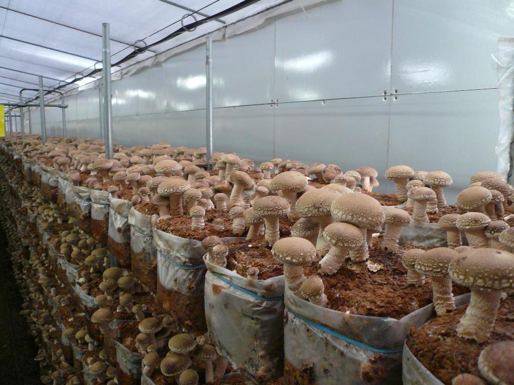 Правильное выращивание грибов в домашних условиях, способы и различные технологии