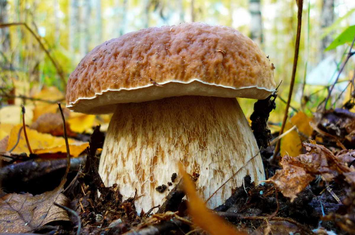 описание гриба Боровика фото 1