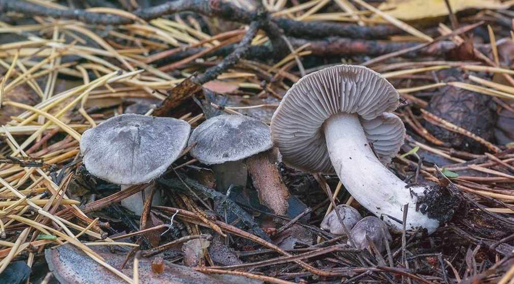 Серая Рядовка – главный гриб поздней осени