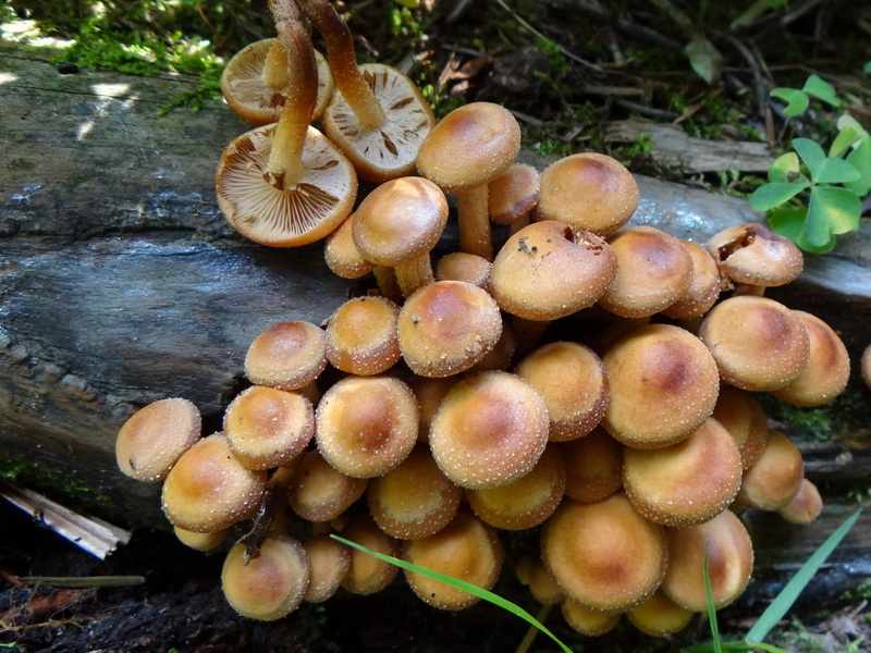 съедобные грибы фото 12
