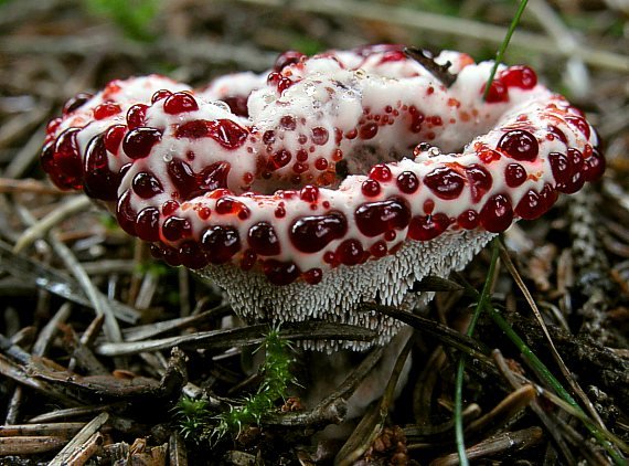 Какие существуют необычные грибы и в чем их примечательные особенности?
