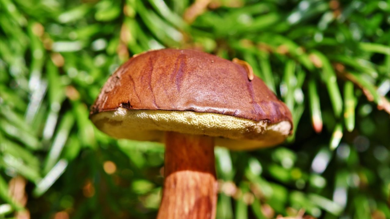 Чем полезны грибы для взрослых и детей