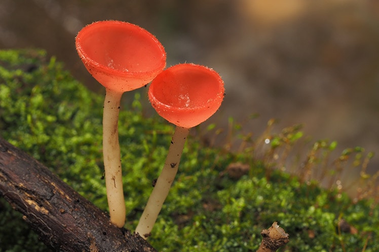 Самые интересные факты о грибах и о их жизнедеятельности