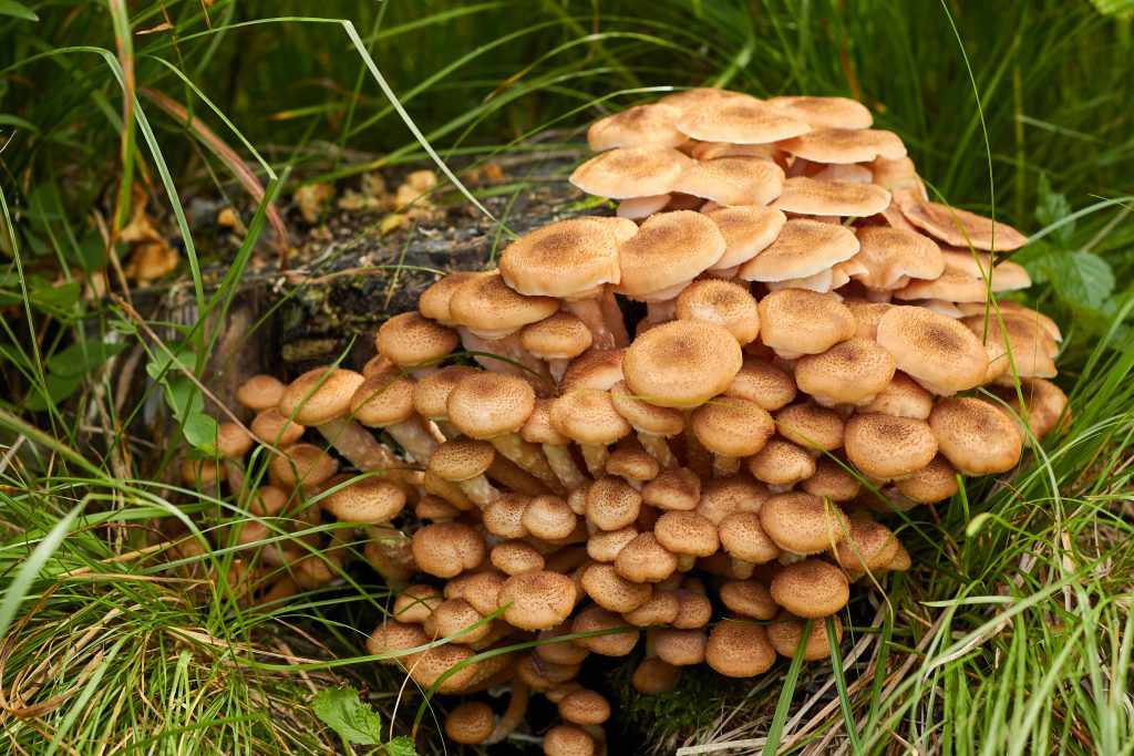 есть ли грибы в Подмосковье 2019 фото 20