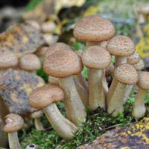 съедобные грибы фото 1