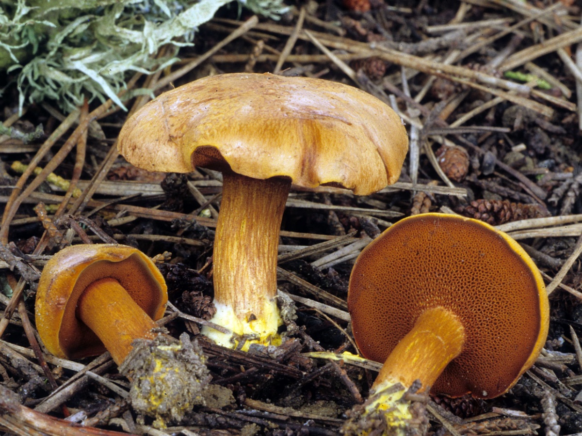 Перечный гриб: необычный маслёнок с приятной остротой
