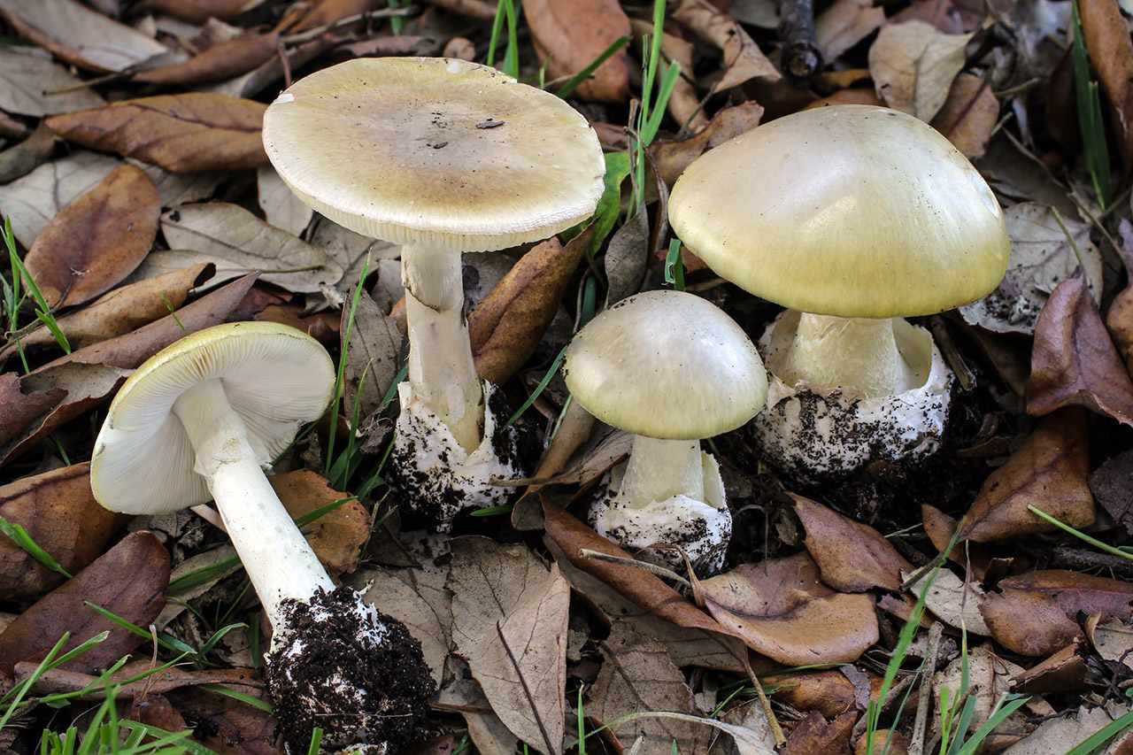 ядовитые грибы фото 1