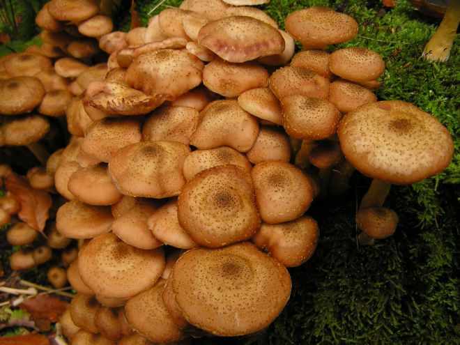 есть ли грибы в Подмосковье 2019 фото 16