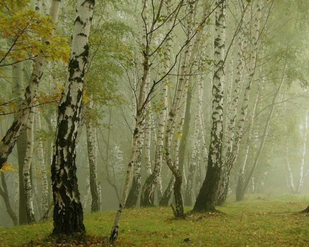 Гриб Подберезовик – сытная легенда русского леса